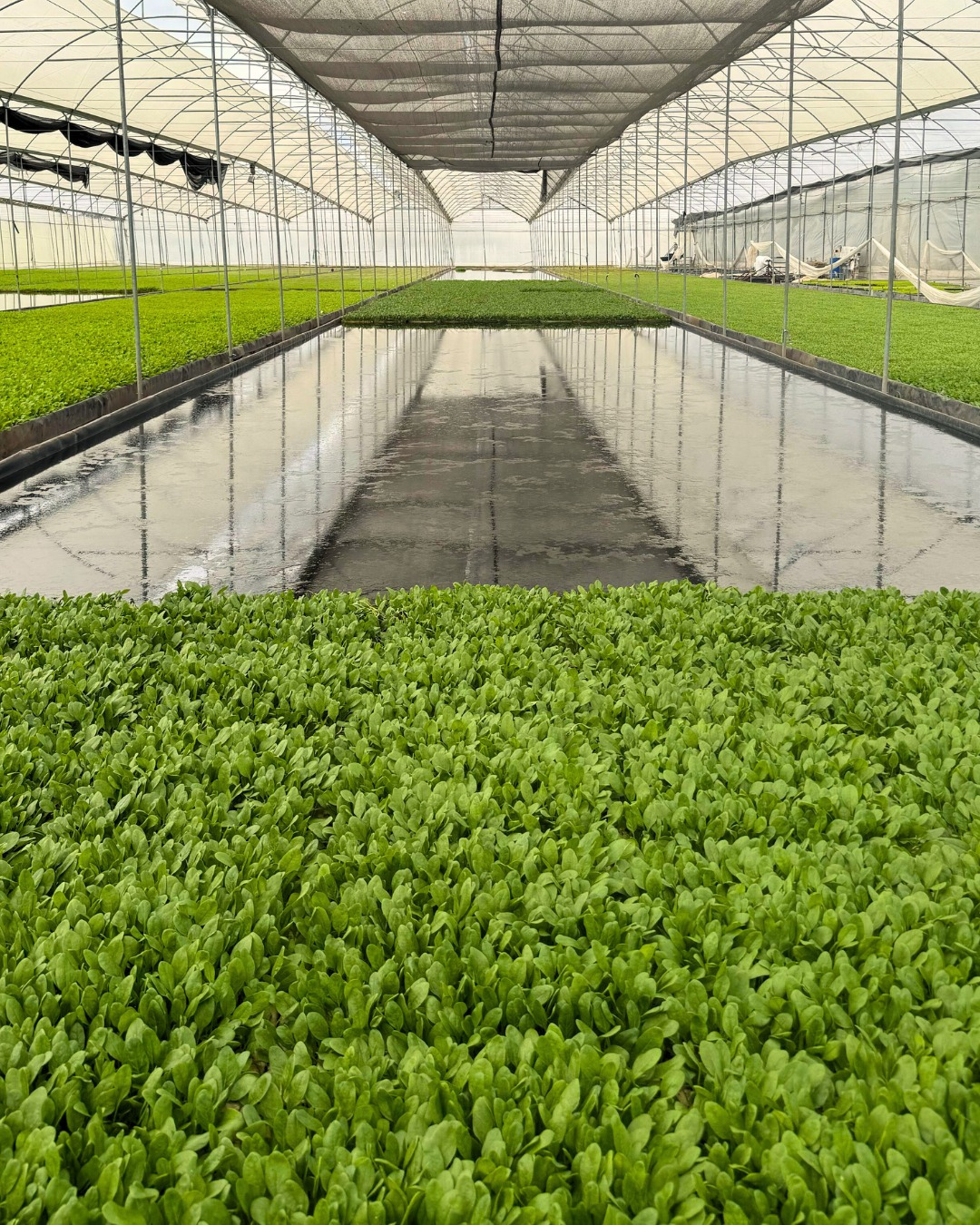 Galpón hidropónico de Vequa en General Rodríguez